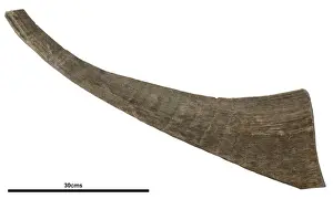 Woolly Prints: Coelodonta antiquitatis, woolly rhinoceros