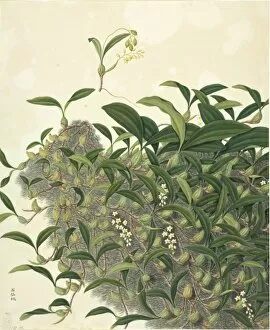 Asparagales Gallery: Coelogyne fimbricata, orchid