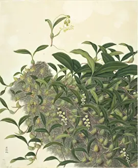 Orchidaceae Prints: Coelogyne fimbricata, orchid