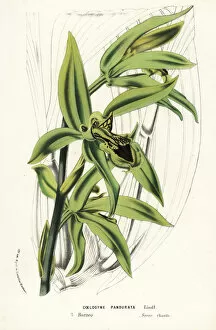 Coelogyne pandurata orchid