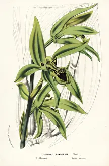 Malaysia Prints: Coelogyne pandurata orchid