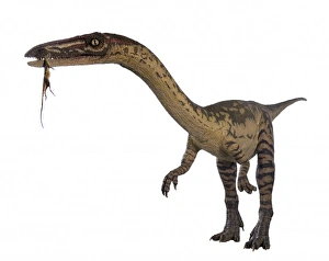 Dinosauria Collection: Coelophysis