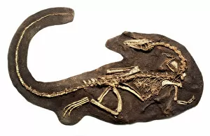 Archosauromorpha Collection: Coelophysis fossil