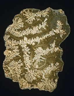 Anthozoa Gallery: Coeloria labyrinthifor, fossil brain coral