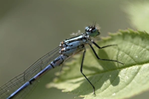 Odonata Collection: Coenagrion puella, azure damselfly