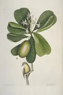 Brow Prints: Coereba flaveola bahamensis, bananaquit