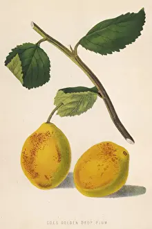 Coes Golden Drop Plum