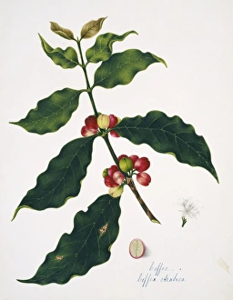 Coffea arabica, coffee