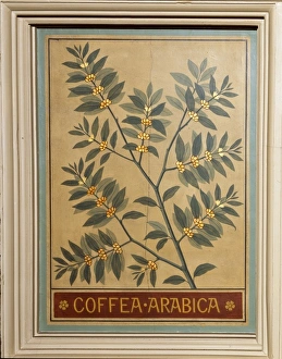 Coffea arabica, coffee