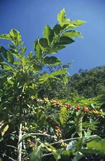 Coffea arabica, coffee