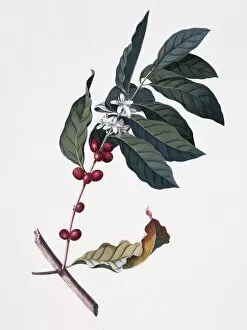Georg Dionysius Ehret Collection: Coffea arabica L. Arabian coffee