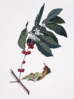 Coffea arabica, coffee