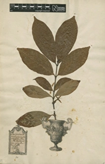 Coffea arabica, coffee