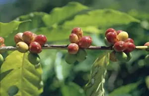 Coffea Prints: Coffea canephora Pierrre ex Fr-hner