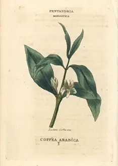 Coffee, Coffea arabica