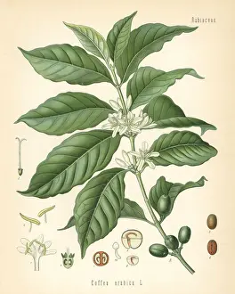 Coffee, Coffea arabica