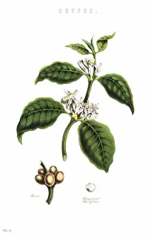 Berries Prints: Coffee, Coffea arabica, plant showng flowers