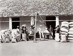 Coffee factory, weighing beans, Ceylon, Sri Lanka