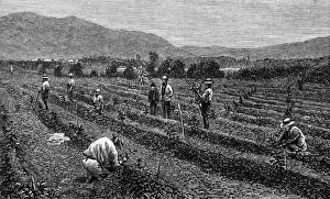 Tending Prints: Coffee / Guatemala / 1877