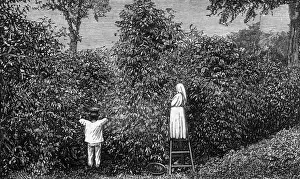 Coffee / Guatemala / 1877