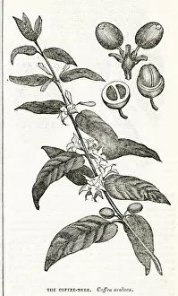 Flowering Gallery: Coffee plant
