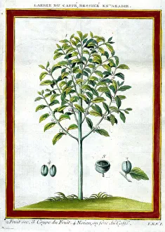 Coffee Plant