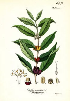 Herbal Gallery: Coffee plant, Coffea arabica