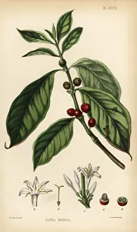 Coffee plant, Coffea arabica