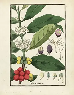 Edouard Prints: Coffee plant, Coffea arabica, with flowers, beans and seeds