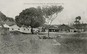 Coffee plantation at the Aby Lagoon, Ivory Coast