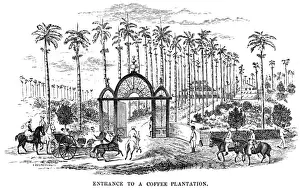 Coffee Plantation / Brazil