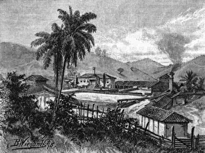 Coffee Plantation / Brazil