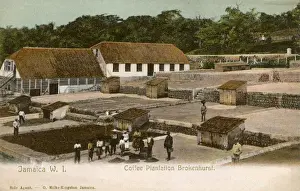 Plantation Prints: Coffee Plantation, Brokenhurst, Jamaica, West Indies