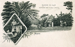 Shelling Collection: Coffee ranch in the state of Veracruz, Mexico
