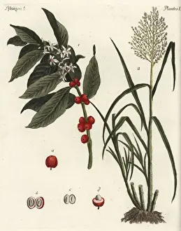 Coffee and sugar cane plants