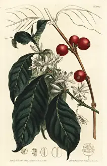 Sydenham Prints: Coffee tree, Coffea arabica