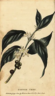 Beverage Prints: Coffee tree, Coffea arabica