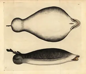 Coffin ray, Hypnos monopterygius