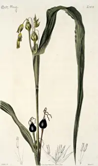 Poales Prints: Coix lachryma, pit pit grass
