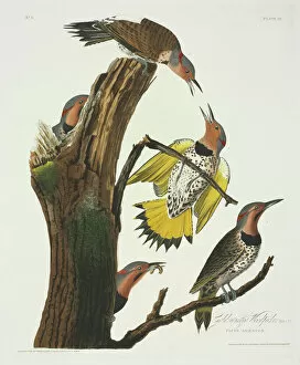 Perched Collection: Colaptes auratus, northern flicker