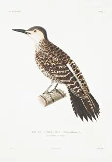 Perching Prints: Colaptes pitius, Chilean flicker