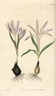 Caucasian Prints: Colchicum trigynum