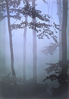 Beautiful Landscapes Gallery: Cold pale light through the trees