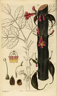 Hooker Gallery: Colea colei (endangered)