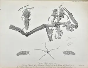 Search Prints: Coleia Antiqua