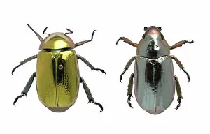 Hexapoda Collection: Coleoptera sp. metallic beetles