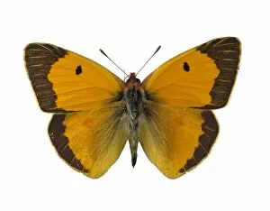 Clouded Collection: Colias croceus, clouded yellow