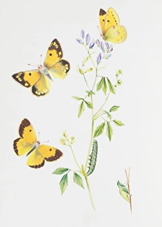 Colias croceus, clouded yellow