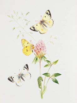 Larvae Collection: Colias hyale, pale clouded yellow