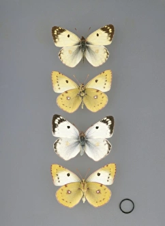 Clouded Collection: Colias hyale, pale clouded yellow butterfly